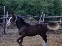 Caballo, Caballos — foto 2