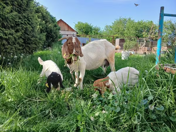 عنزة, Boer goat