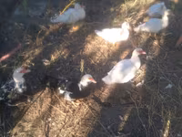 Canard musqué domestique — photo 1