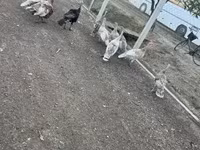Turkeys — Foto 7