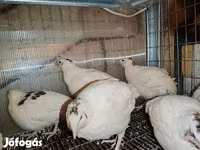Chickens — Foto 3