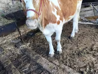 Byk, Simmental cattle — zdjęcie 2