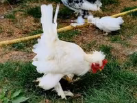 Chickens — zdjęcie 6
