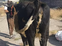 Krowa, Russian Black pied cattle — zdjęcie 6