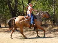 Caballo, Quarter Horse — foto 6