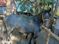 Caballo, Caballos — foto 3