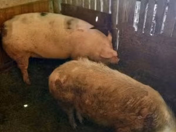 母猪, Pigs