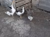 Geese — Foto 4
