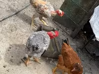 Chickens — 照片 3