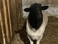 Sheep, Dorper sheep — photo 3