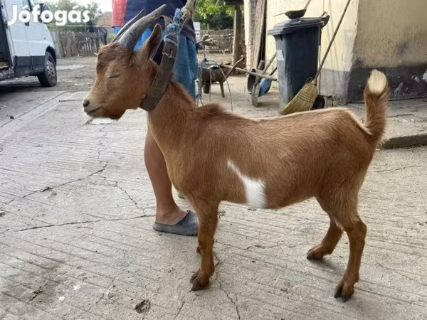 Billy Goat, Goats