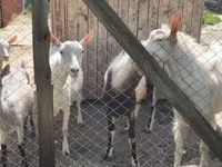 Cabra, Cabras — foto 1