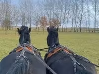 Айғыр, Hungarian horse breed — 4-сурет