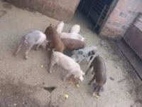 公猪, Pigs — 照片 3