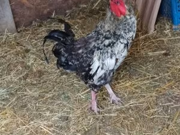 Chickens