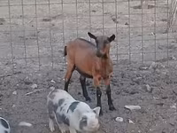 母山羊, Alpine goat — 照片 1