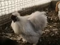 Silkie — 1. fotó