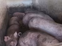 猪（批次，未指定性别）, Pigs — 照片 5