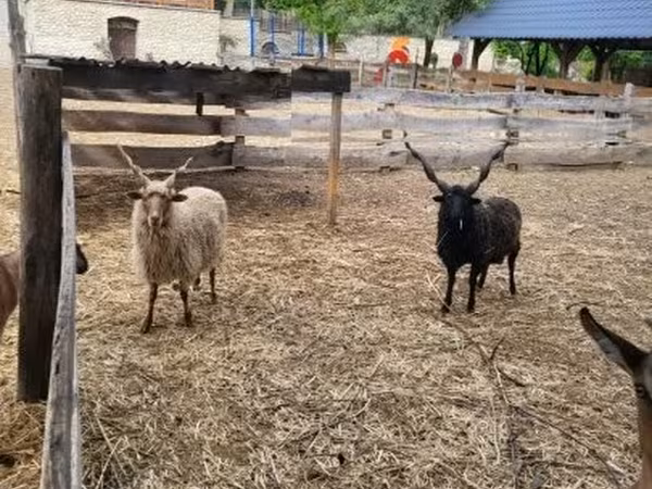 公羊, Racka sheep