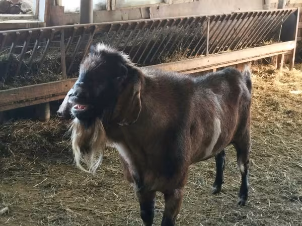 Bode, Nubian Goat