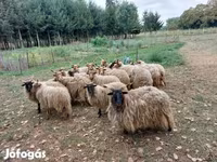 Овцы (партия, пол не указан), Рацка овца — фото 2