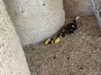Ducks — zdjęcie 7