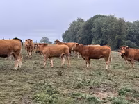 Kuh, Limousin-Kuh — Foto 1