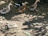 Ducks — 2. fotó