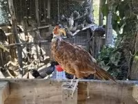 Guinea fowl — photo 1