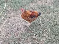 Chickens — foto 4