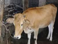 गाय, जंगली याक — फ़ोटो 2