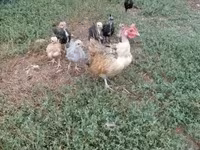 Chickens — الصورة 2