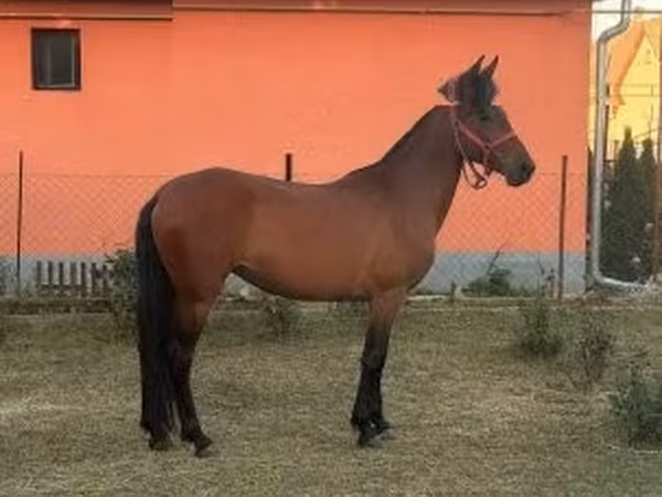 Klisna, Furioso-North Star — Maďarsko