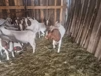 Billy Goat, Boer goat — photo 2