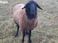मेढ़ा, Racka sheep — फ़ोटो 1
