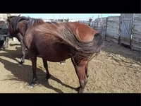 Yegua, Caballos — foto 4