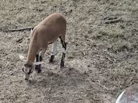 Juh, Cameroon sheep — 5. fotó