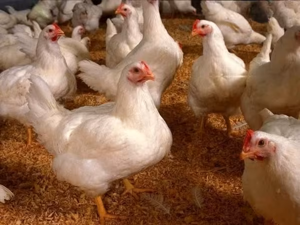 Chickens