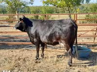 Vaca, Raza carpatiana marrón — foto 4
