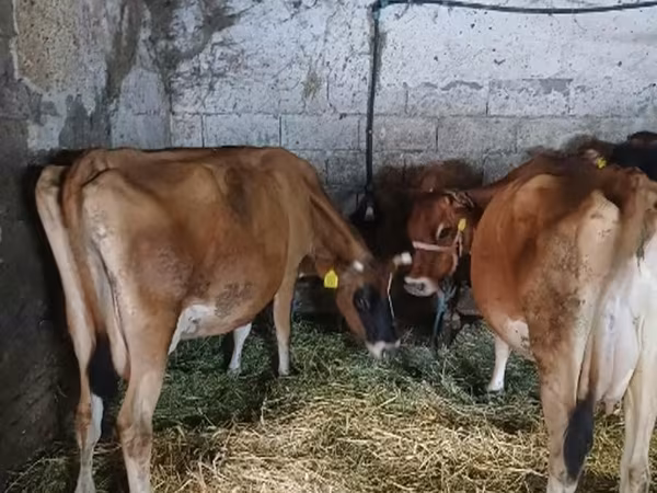 Vaca, Raza Jersey
