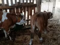Toro, Simmental cattle — foto 2