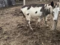 Koń, Konie — zdjęcie 1