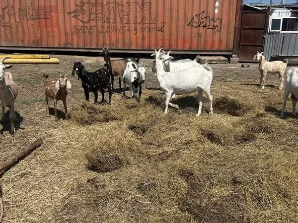 Nőstény kecske, Saanen goat