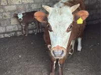 Сиыр, Latvian Blue cattle — 1-сурет