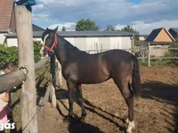 Stute, Dutch warmblood horse — Foto 6