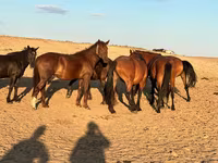 فرس, Mugalzhar horse — الصورة 3