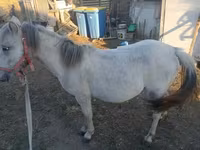 Mare, Horses — photo 4