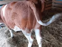 Cow, Hungarian Grey breed — photo 3