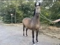 घोड़ी, घोड़े — फ़ोटो 8