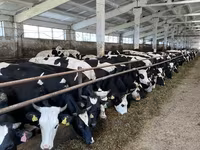 Cow, Yaroslavl cattle — photo 2